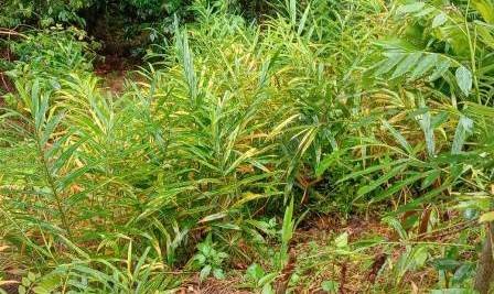 Waspada, Ini Efek Samping dari 5 Tanaman Obat yang Sering Dikonsumsi!