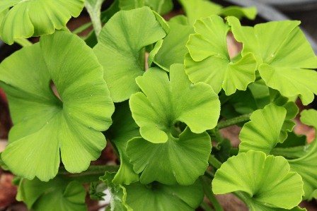Menilik Manfaat dan Rahasia Panjang Umur dari Ginkgo Biloba