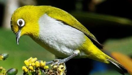 Data Lengkap 9 Jenis Burung yang Diamankan BKSDA Kalteng