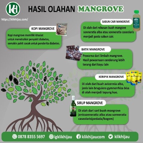 Ragam Olahan Mangrove yang Bernilai Ekonomi Tinggi, Ini 5 Diantaranya!