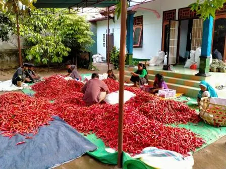 Berkah di Tengah Pandemi, Buah dan Sayuran Petani di Kaki Gunung Rinjani Mendunia