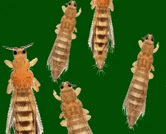 Biopestisida dari Daun Sirsak Penghalau Hama Thrips, Begini Cara Buatnya!