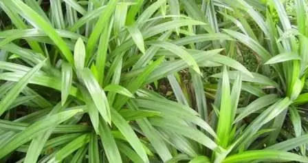 Hijaunya Daun Pandan Wangi dan Ritus Ziarah Kubur Saat Lebaran