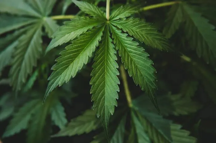 Kisah Ganja, Gagal Jadi Tanaman Obat Kementan dan 7 Negara yang Melegalkannya