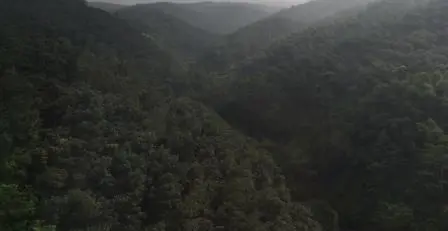Laju Deforestasi Indonesia Turun, Keanekaragaman Hayati Terlindungi