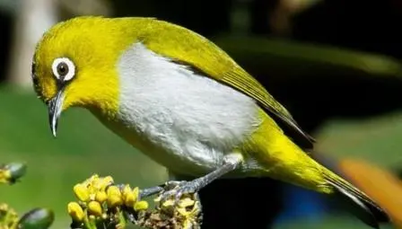 Meski Statusnya Dilindungi Burung Pleci Tidak Bebas Terbang