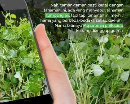 Peperomia Pellucida, Gulma yang Kadang Dicuekin Namun Manfaatnya Segudang