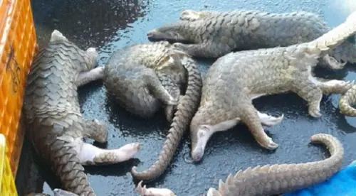 Perdagangan Gelap Hewan Langka dan Rapuhnya Pengawasan Kita