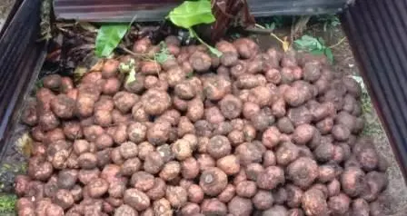 Porang Jadi Komoditi Andalan Kelompok Tani Hutan Maros