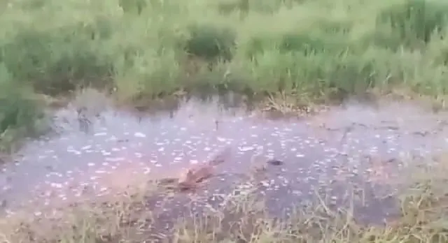 Tangani Buaya, BBKSDA dan Pemerintah Desa Supul Sepakati 4 Pon Ini!