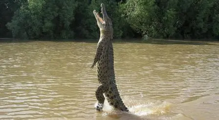 11 Fakta Menarik Buaya Muara yang Dilepasliarkan di TN Way Kambas