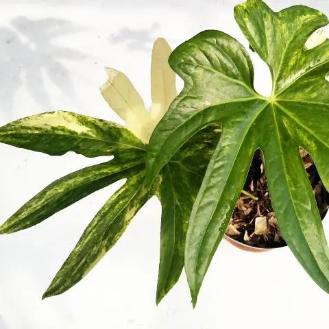 4 Jenis Anthurium yang Pernah Naik Daun, Bagaimana Nasibnya Kini?