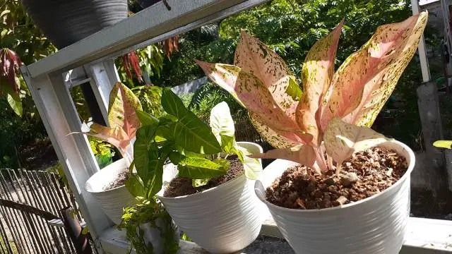 5 Jenis Hama Pengganggu Tanaman Hias Aglonema dan Cara Mengatasinya