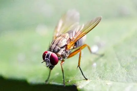 7 Cara Alami Membasmi Lalat Buah di Rumah tanpa Bahan Berbahaya   