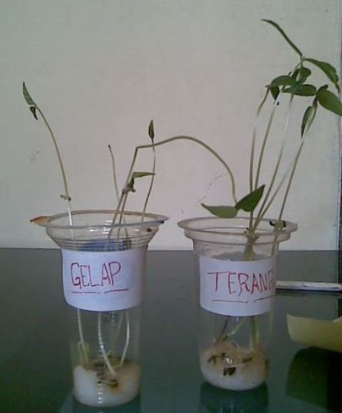 Bagaimana Pengaruh Cahaya Terhadap Pertumbuhan Tanaman?