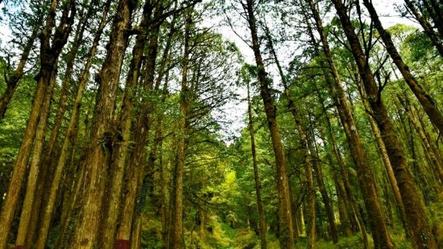 Kenali 12 Jenis Kayu Langka di Indonesia yang Kelak Bakal Dirindukan