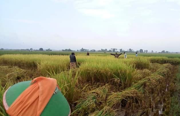 Menilik Masalah Beras Berkelanjutan, Lingkungan dan Perubahan Iklim