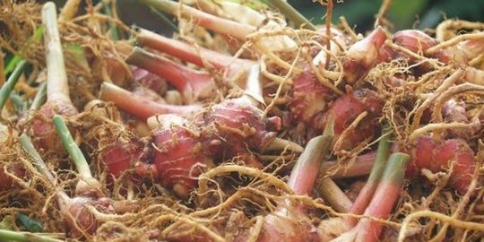 Menyandarkan Harapan pada Tanaman Herbal Asli Indonesia Atasi Covid-19