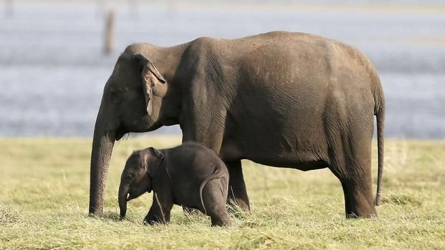 Penyebab Kematian 154 Ekor Gajah di Botswana Diliputi Misteri