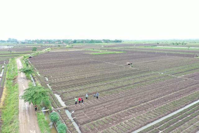 Petani Bawang Merah di Pati Mulai Menerapkan Budidaya Ramah Lingkungan