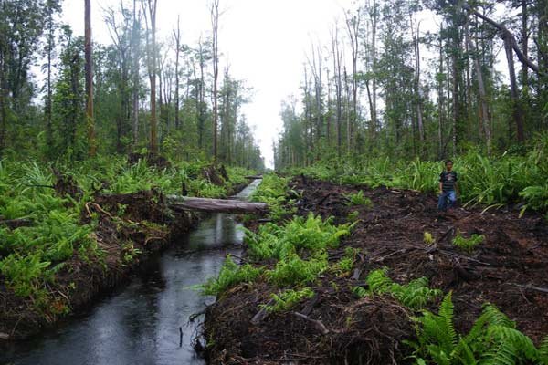 Protes Keras Koalisi Masyarakat Sipil untuk Alih Fungsi Lahan Gambut di Kalteng