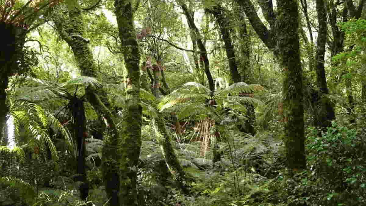 Polusi Plastik Mulai Mengancam, Hutan Tak Sedang Baik-Baik Saja
