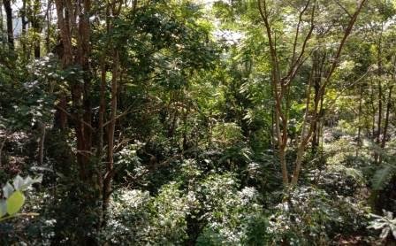 Wanatani, Sistem Pertanian dengan Aspek Sosial dan Ekologi yang Menjanjikan