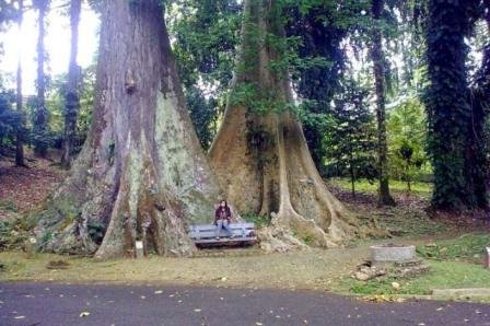 Wow, Pohon Jodoh Ini Tak Pernah Berpisah Sedetik Pun Sejak tahun 1866