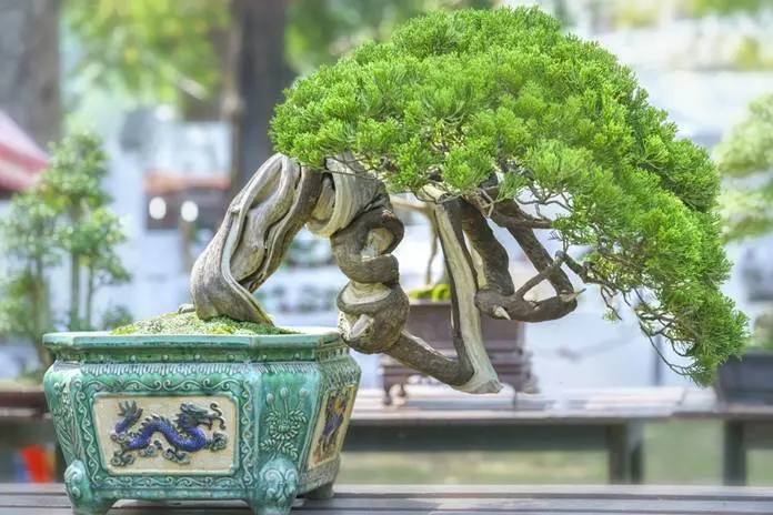 Bonsai Beringin, di Balik Kelebihan dan Kekurangannya, Sentuhan Klasiknya Mewah