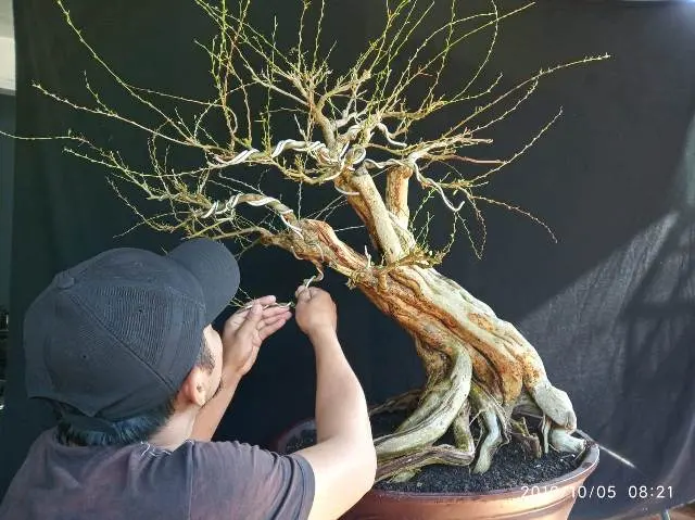 Bonsai Tanaman dan 6 Rahasia Istimewa yang Membuat Pegiatnya Betah