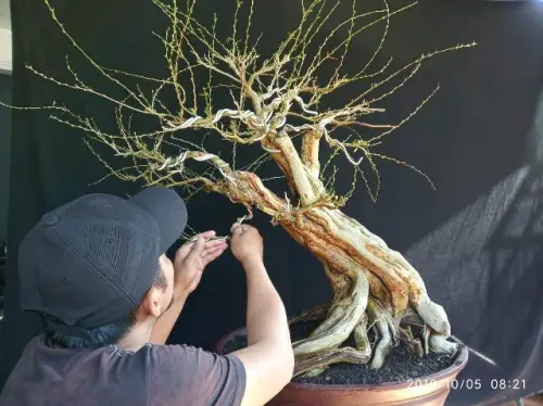 Bonsai Tanaman dan 6 Rahasia Istimewa yang Membuat Pegiatnya Betah