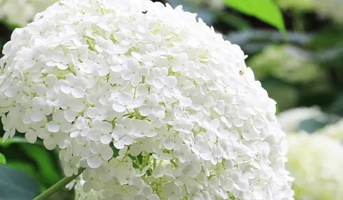 Bunga Hydrangea, Cantik nan Populer, Ini 10 Fakta Menarik Tentangnya!