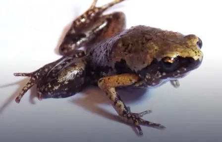 Cerita Singkat Micryletta Sumatrana dan Perbedaan Katak dengan Kodok