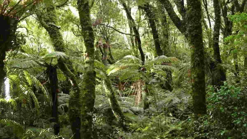Hari Hutan Sedunia, Saat Tepat Merawat Kesadaran akan Pentingnya Peran Hutan