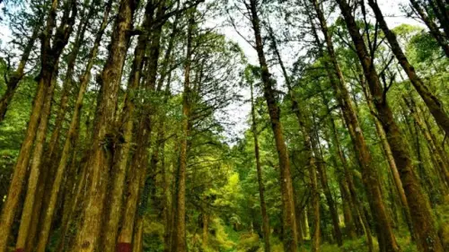Kenali 12 Jenis Kayu Langka di Indonesia yang Kelak Bakal Dirindukan