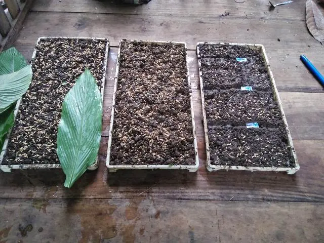 Komunitas Petani di Salassae Kembangkan Varietas Bibit Padi Lokal