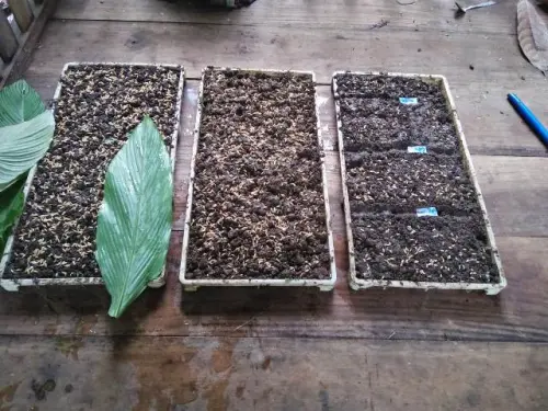 Komunitas Petani di Salassae Kembangkan Varietas Bibit Padi Lokal