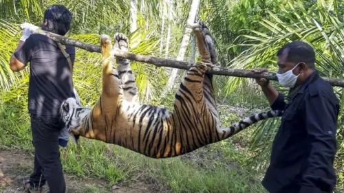 Lagi dan Lagi, Harimau Sumatera Ditemukan Kehilangan Nyawa
