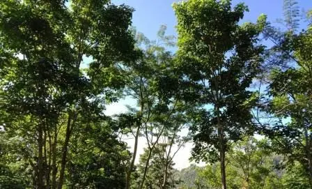 Peneliti Temukan Perubahan Iklim Perpendek Usia Pepohonan