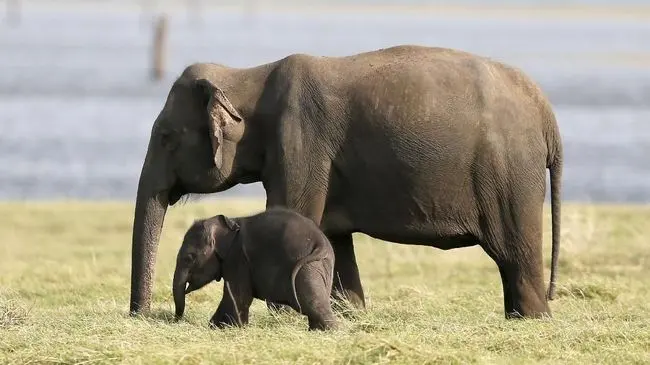 Penyebab Kematian 154 Ekor Gajah di Botswana Diliputi Misteri