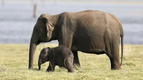 Penyebab Kematian 154 Ekor Gajah di Botswana Diliputi Misteri