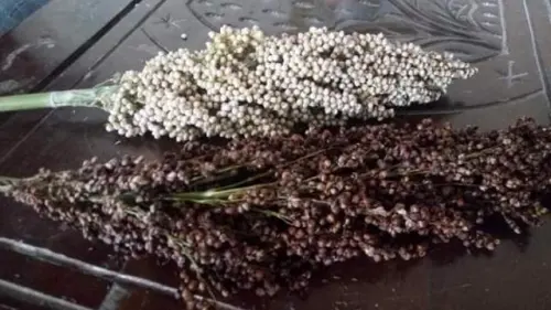 Perihal Tanaman Sorgum, Cara Budidya, dan Produk Turunannya
