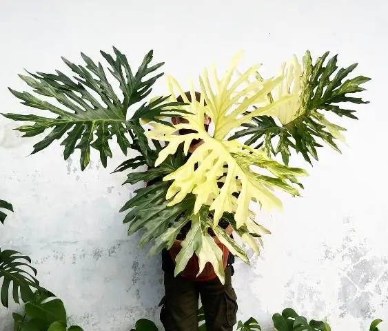 Philodendron Selloum, Keistimewaan, Pertumbuhan dan Tips Merawatnya