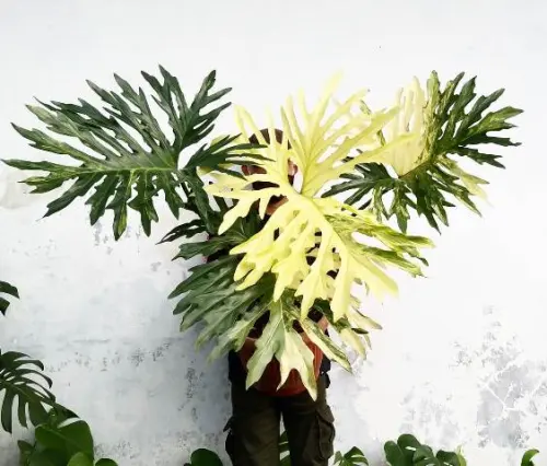 Philodendron Selloum, Keistimewaan, Pertumbuhan dan Tips Merawatnya