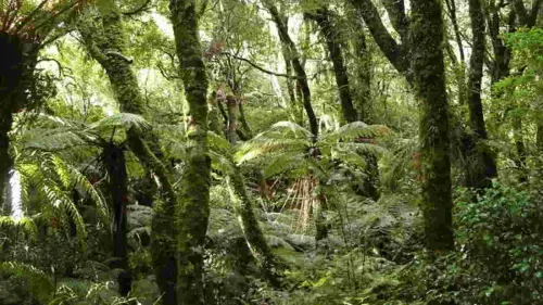 Polusi Plastik Mulai Mengancam, Hutan Tak Sedang Baik-Baik Saja