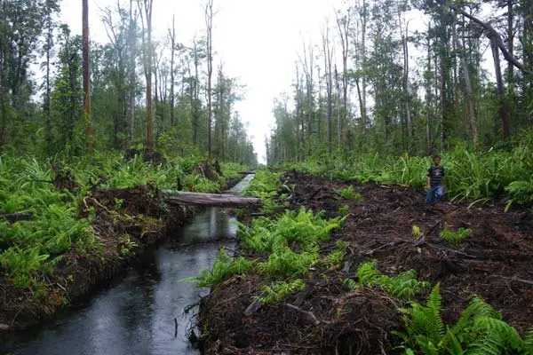 Protes Keras Koalisi Masyarakat Sipil untuk Alih Fungsi Lahan Gambut di Kalteng