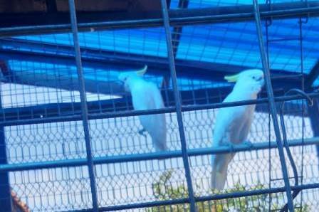 Burung Seorang Perempuan 70 Tahun Diamankan  Tim Operasi  TSL