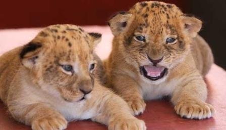 Bayi Singa Mengantar Irawan dan Ketiga Rekannya ke Penjara