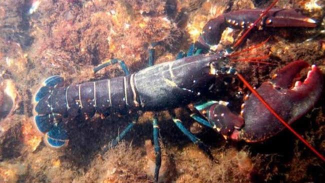 Cangkang Lobster dan Kepiting Bersalin Wajah Jadi Baterai di Tangan Ilmuwan