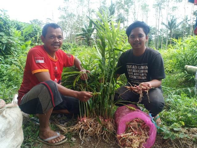Budidaya Jahe Merah, Petani di Sinjai Siap Panen Tahun Ini